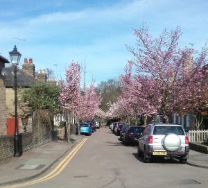 Trees in bloom in Thornton Street